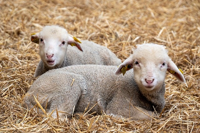 Gør arbejdet nemmere: Køb strøelse online og hent den samme dag i esbjerg